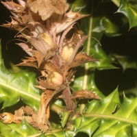Acanthus montanus (Nees) T.Anderson